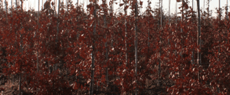 Bare-root and root-balled trees