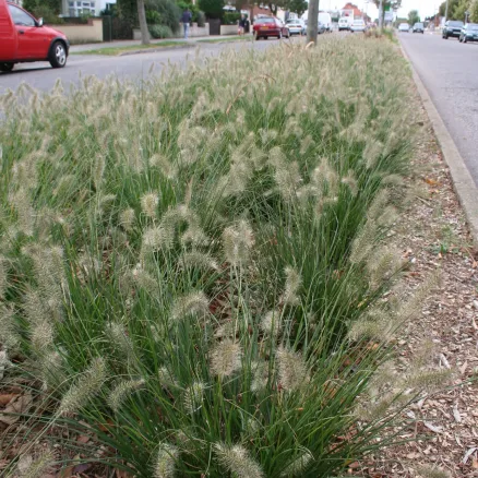 Bamboos-Grasses-5