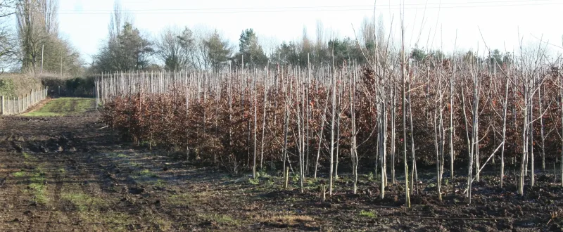 small trees growing in plant nursery