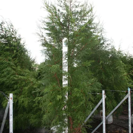 Conifers-4