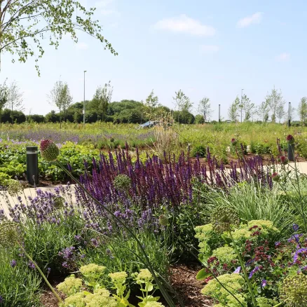 Herbaceous-1