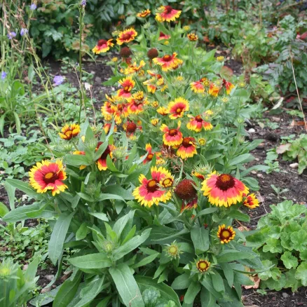 Herbaceous-3