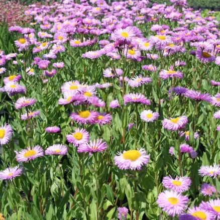 Herbaceous-7