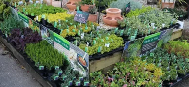 Retail Garden Centres plants for sale