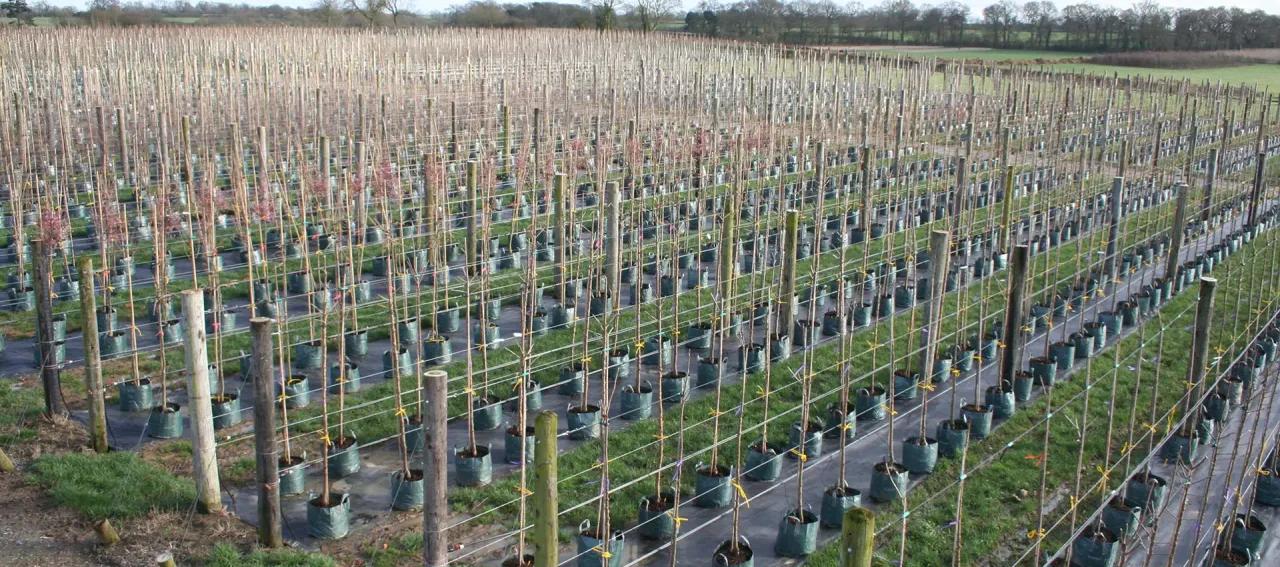 Coles Nurseries