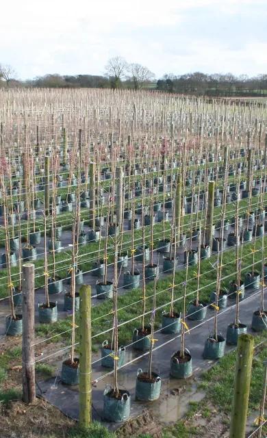 Coles Nurseries