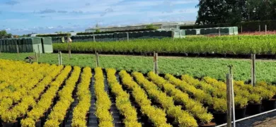 Wholesale plant nurseries