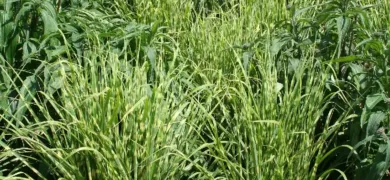 grass