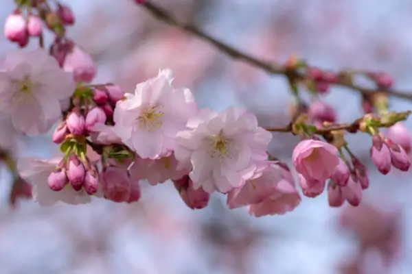 close up of cherry blossom