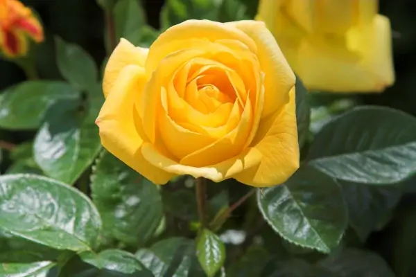 yellow rose close up