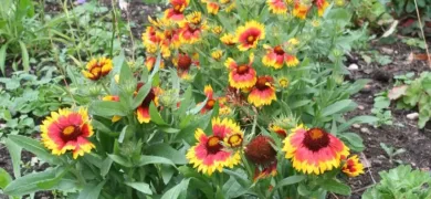 perennials flower bed close up