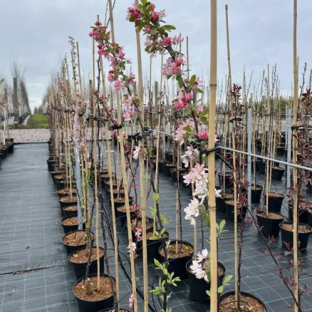 Container Trees