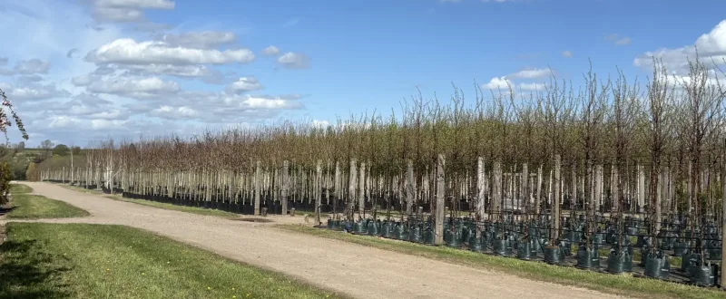 Gaddesby Nursery