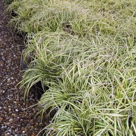 Grass