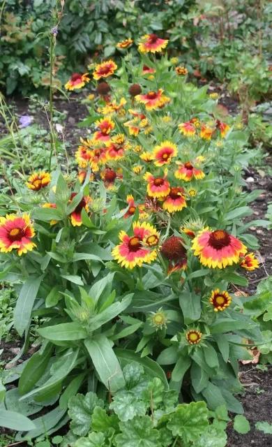 Coles Nurseries