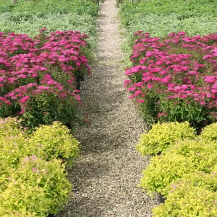 SHRUBS