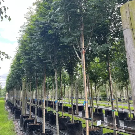 Trees in Air-Pot Containers 2