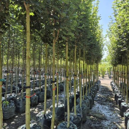 Acer Huiber