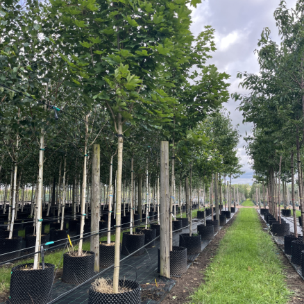 Air-pot Tree Lines