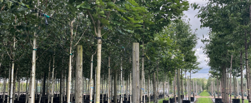 Air-pot Tree Lines
