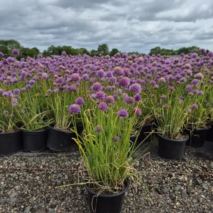Allium (Herbaceous)