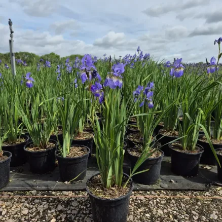 Iris sibirica (Herbaceous)