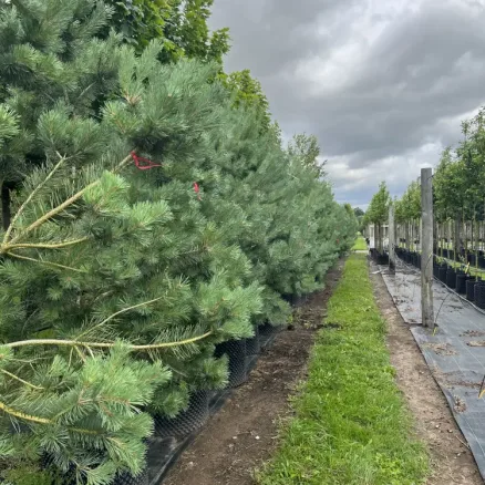 Pinus sylvestris (Conifers)