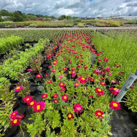 Tanacetum _Robinson_s Red_ (Herbaceous)