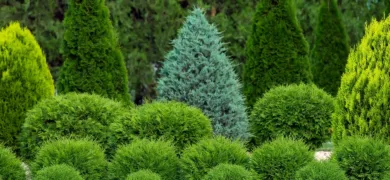conifer trees supplied by Coles Nurseries