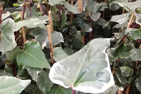 Coles Nurseries
