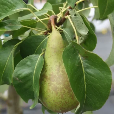 Fruit 2