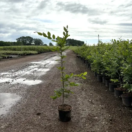 Hedging (5)