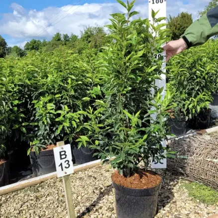 Hedging (8)