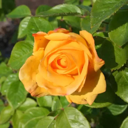 Rose 2