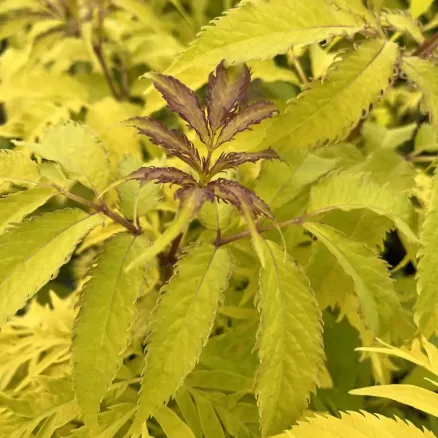 SHRUBS 1