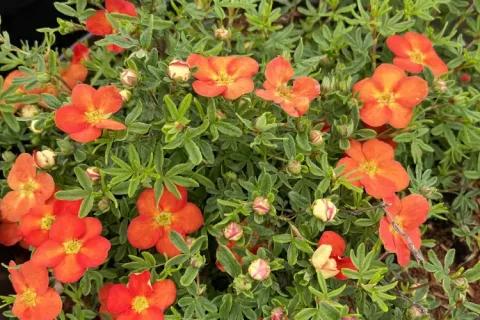 Coles Nurseries