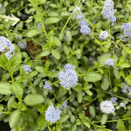 SHRUBS 5