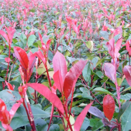 SHRUBS 6