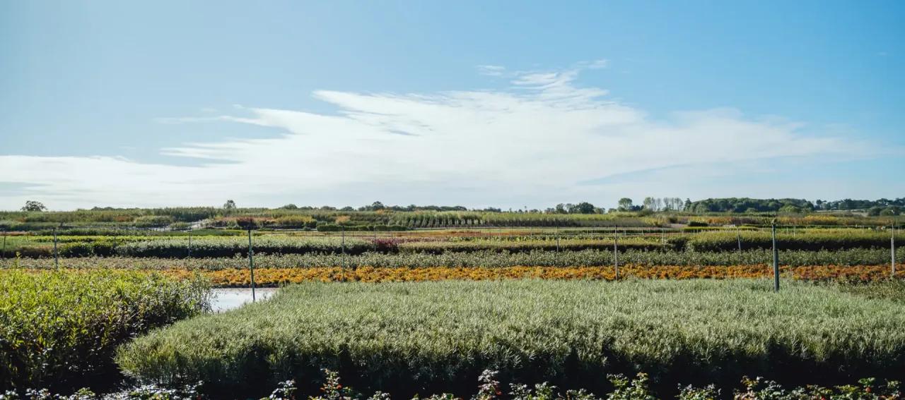 Coles Nurseries