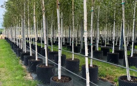 Coles Nurseries
