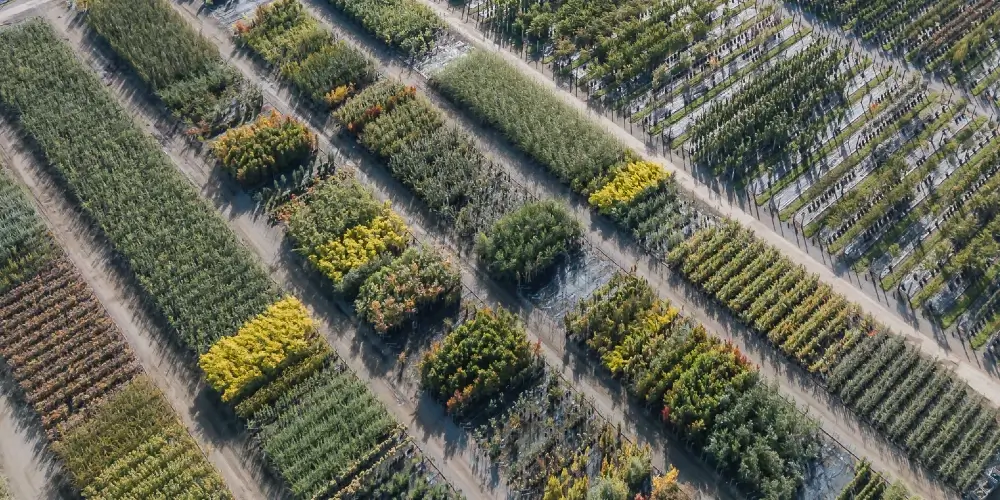 aerial photo of Coles plant nureries